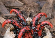 Found Creepy Red Tentacles Coming Out of a Slimy Egg in Your Mulch? It’s Probably This Strange Fungus