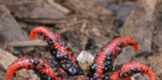 Found Creepy Red Tentacles Coming Out of a Slimy Egg in Your Mulch? It’s Probably This Strange Fungus
