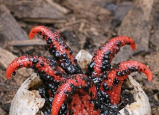 Found Creepy Red Tentacles Coming Out of a Slimy Egg in Your Mulch? It’s Probably This Strange Fungus