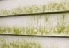 My neighbor taught me this trick to clean green algae off siding with 0 effort. Here’s how it works