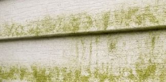 My neighbor taught me this trick to clean green algae off siding with 0 effort. Here’s how it works