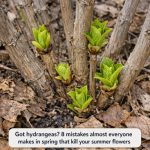 Got hydrangeas? 8 mistakes almost everyone makes in spring that kill your summer flowers