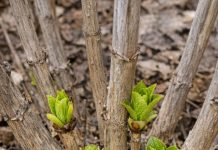 Got hydrangeas? 8 mistakes almost everyone makes in spring that kill your summer flowers