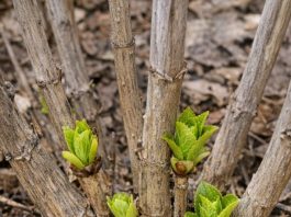 Got hydrangeas? 8 mistakes almost everyone makes in spring that kill your summer flowers