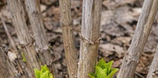 Got hydrangeas? 8 mistakes almost everyone makes in spring that kill your summer flowers