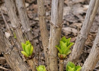 Got hydrangeas? 8 mistakes almost everyone makes in spring that kill your summer flowers