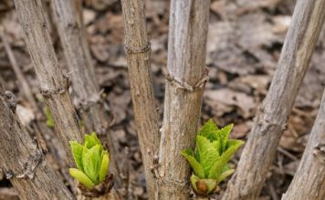 Got hydrangeas? 8 mistakes almost everyone makes in spring that kill your summer flowers