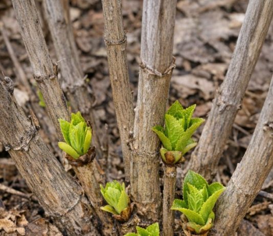 Got hydrangeas? 8 mistakes almost everyone makes in spring that kill your summer flowers
