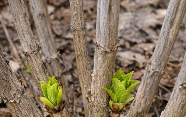 Got hydrangeas? 8 mistakes almost everyone makes in spring that kill your summer flowers