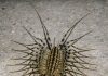 Just saw this terrifying creature with way too many legs darting across my basement floor. It looks prehistoric and has huge antennae. Is this thing dangerous?