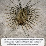 Just saw this terrifying creature with way too many legs darting across my basement floor. It looks prehistoric and has huge antennae. Is this thing dangerous?
