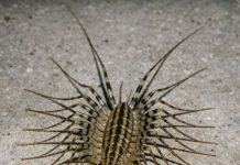 Just saw this terrifying creature with way too many legs darting across my basement floor. It looks prehistoric and has huge antennae. Is this thing dangerous?