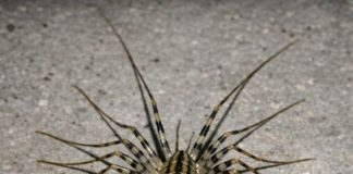 Just saw this terrifying creature with way too many legs darting across my basement floor. It looks prehistoric and has huge antennae. Is this thing dangerous?