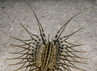 Just saw this terrifying creature with way too many legs darting across my basement floor. It looks prehistoric and has huge antennae. Is this thing dangerous?