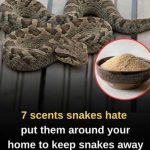 Let’s break down 7 smells snakes hate and how to use them to keep these slithery visitors away from your home