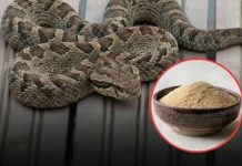 Let’s break down 7 smells snakes hate and how to use them to keep these slithery visitors away from your home