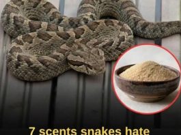 Let’s break down 7 smells snakes hate and how to use them to keep these slithery visitors away from your home