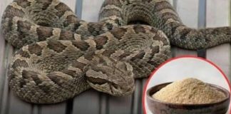 Let’s break down 7 smells snakes hate and how to use them to keep these slithery visitors away from your home