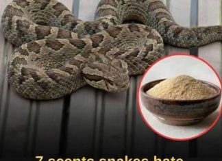 Let’s break down 7 smells snakes hate and how to use them to keep these slithery visitors away from your home