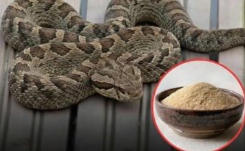 Let’s break down 7 smells snakes hate and how to use them to keep these slithery visitors away from your home