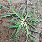 Come across this plant, and you’ve hit the jackpot. Funny thing is, most people don’t even give it a second glance. It’s one of the most miraculous in the world