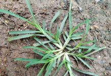 Come across this plant, and you’ve hit the jackpot. Funny thing is, most people don’t even give it a second glance. It’s one of the most miraculous in the world