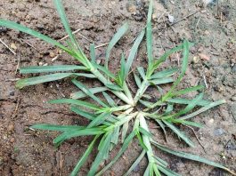 Come across this plant, and you’ve hit the jackpot. Funny thing is, most people don’t even give it a second glance. It’s one of the most miraculous in the world