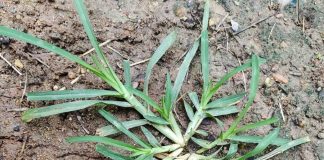 Come across this plant, and you’ve hit the jackpot. Funny thing is, most people don’t even give it a second glance. It’s one of the most miraculous in the world