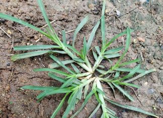 Come across this plant, and you’ve hit the jackpot. Funny thing is, most people don’t even give it a second glance. It’s one of the most miraculous in the world