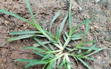 Come across this plant, and you’ve hit the jackpot. Funny thing is, most people don’t even give it a second glance. It’s one of the most miraculous in the world