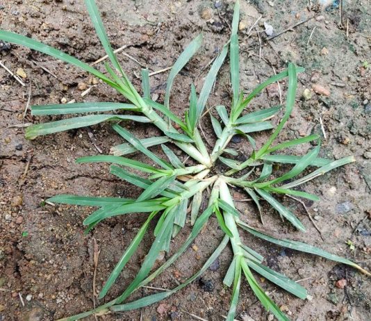 Come across this plant, and you’ve hit the jackpot. Funny thing is, most people don’t even give it a second glance. It’s one of the most miraculous in the world