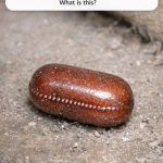 Found this small, hard, brown pill-shaped object behind my kitchen cabinet. It has a weird ridge on the side and looks like a dried bean. What is this?