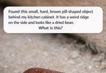 Found this small, hard, brown pill-shaped object behind my kitchen cabinet. It has a weird ridge on the side and looks like a dried bean. What is this?
