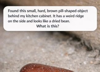 Found this small, hard, brown pill-shaped object behind my kitchen cabinet. It has a weird ridge on the side and looks like a dried bean. What is this?