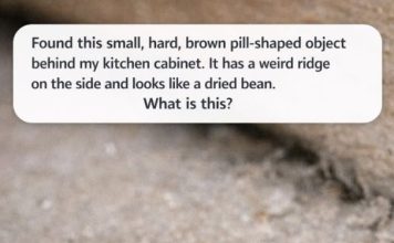 Found this small, hard, brown pill-shaped object behind my kitchen cabinet. It has a weird ridge on the side and looks like a dried bean. What is this?