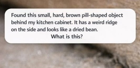 Found this small, hard, brown pill-shaped object behind my kitchen cabinet. It has a weird ridge on the side and looks like a dried bean. What is this?