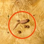 I was cooking ground beef and when I took it out of the pan, I noticed a strange object that didn’t look like beef.