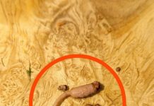 I was cooking ground beef and when I took it out of the pan, I noticed a strange object that didn’t look like beef.