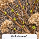 Got hydrangeas? 9 critical things you must do this April to get massive blooms this summer