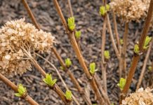 Got hydrangeas? 9 critical things you must do this April to get massive blooms this summer