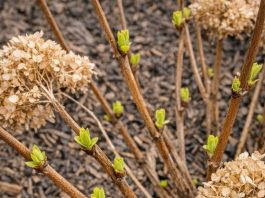 Got hydrangeas? 9 critical things you must do this April to get massive blooms this summer