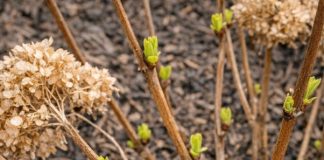 Got hydrangeas? 9 critical things you must do this April to get massive blooms this summer