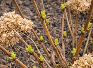 Got hydrangeas? 9 critical things you must do this April to get massive blooms this summer