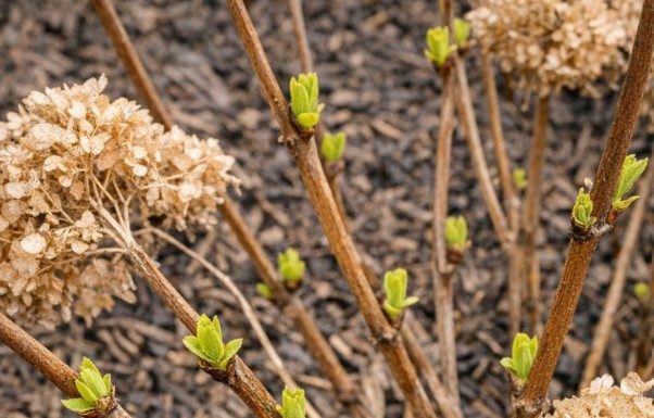 Got hydrangeas? 9 critical things you must do this April to get massive blooms this summer