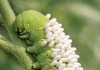 Spotted this large green caterpillar on my plants covered in white standing things. Is it a fungus or eggs? Should I remove it?