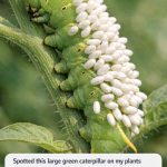 Spotted this large green caterpillar on my plants covered in white standing things. Is it a fungus or eggs? Should I remove it?
