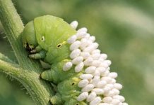 Spotted this large green caterpillar on my plants covered in white standing things. Is it a fungus or eggs? Should I remove it?
