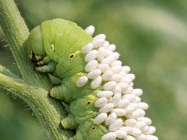 Spotted this large green caterpillar on my plants covered in white standing things. Is it a fungus or eggs? Should I remove it?