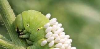 Spotted this large green caterpillar on my plants covered in white standing things. Is it a fungus or eggs? Should I remove it?