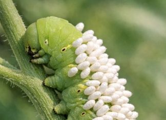 Spotted this large green caterpillar on my plants covered in white standing things. Is it a fungus or eggs? Should I remove it?